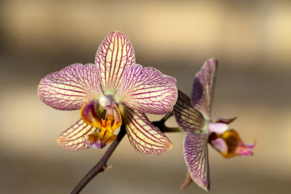 Garip orkide pembe ve sarı — Stok fotoğraf