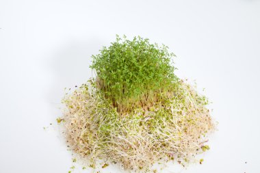 taze Yonca filizi ve tere beyaz zemin üzerine