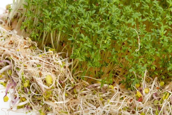 Fresh alfalfa sprouts and cress on white background — Stock Photo, Image