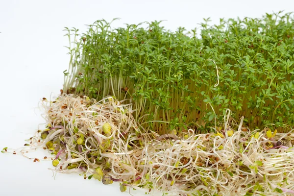 Brotes frescos de alfalfa y berros sobre fondo blanco —  Fotos de Stock