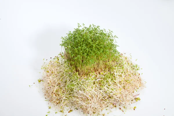 Brotes frescos de alfalfa y berros sobre fondo blanco —  Fotos de Stock