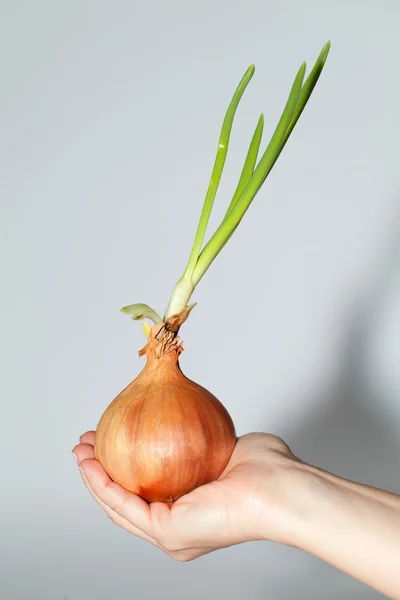 Bombilla de cebolla — Foto de Stock