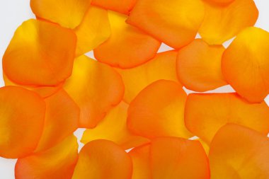 Beyaz arka plan üzerinde izole turuncu gül yaprakları