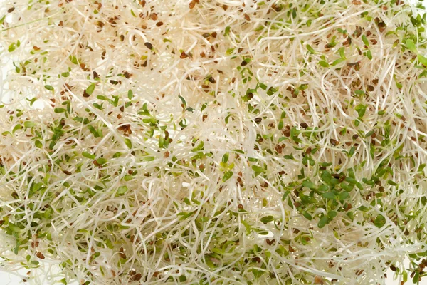 Den hälsosamma kosten. Färska groddar isolerade på vit bakgrund — Stockfoto