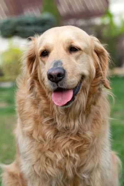 Portrait of beautiful golden retriever — Stock Photo, Image