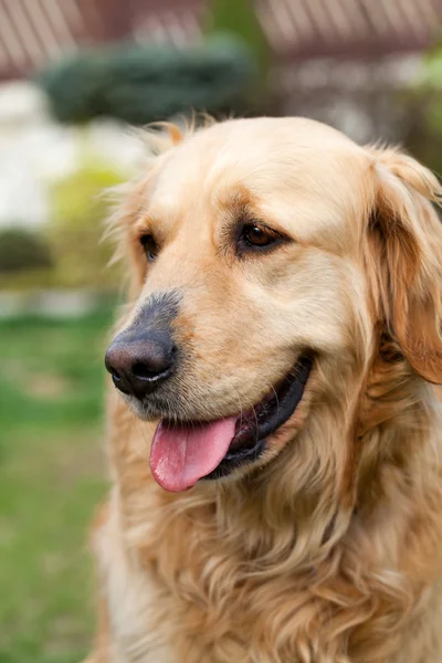 Portret pięknej golden retriever — Zdjęcie stockowe