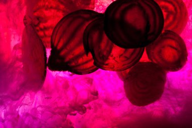 ham pancar dilimlenmiş