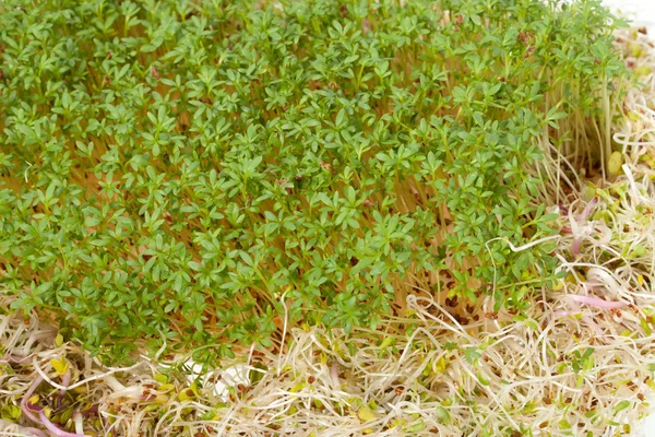 Verse alfalfa spruiten en tuinkers op witte achtergrond — Stockfoto