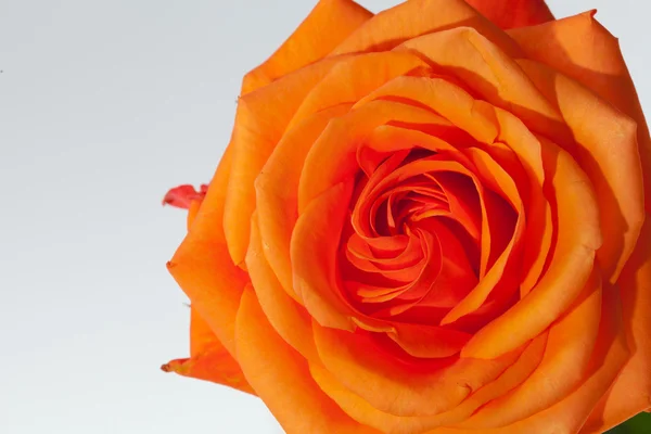 Rosa única naranja aislada sobre fondo blanco — Foto de Stock