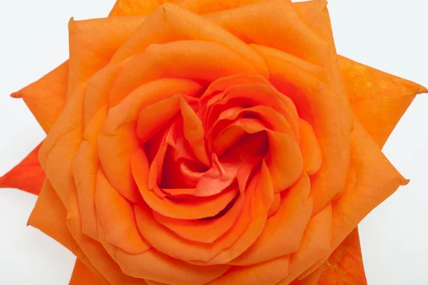 Orange single rose isolated on white background — стоковое фото