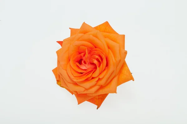 Orange single rose isolated on white background — стоковое фото