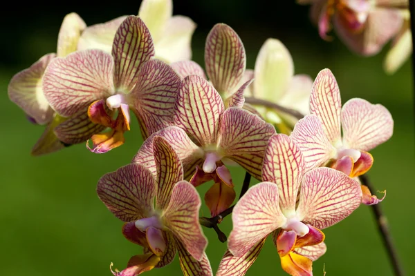 Orhidee ciudate roz și galben — Fotografie, imagine de stoc