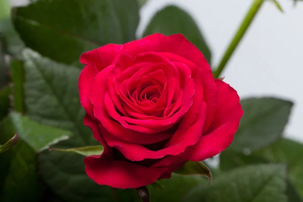 Rote Rose aus nächster Nähe — Stockfoto