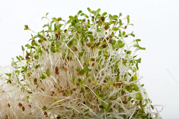 The healthy diet. Fresh sprouts isolated on white background — Stock Photo, Image