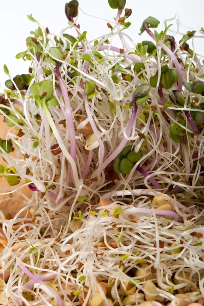 La dieta saludable. Brotes frescos aislados sobre fondo blanco — Foto de Stock