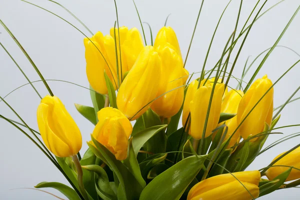 Tulipas amarelas isoladas em fundo branco — Fotografia de Stock