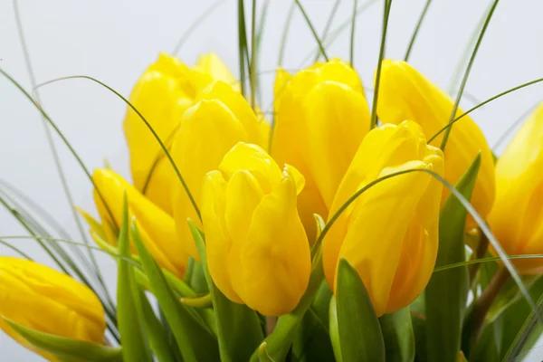 Žluté tulipány izolované na bílém pozadí — Stock fotografie