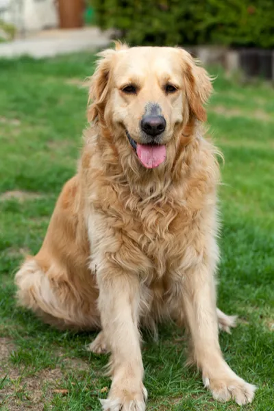 Portrait of beautiful golden retriever — Stock Photo, Image