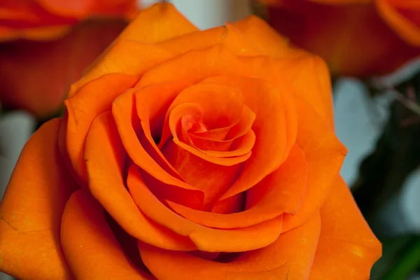 Rose unique orange isolée sur fond blanc Photos De Stock Libres De Droits