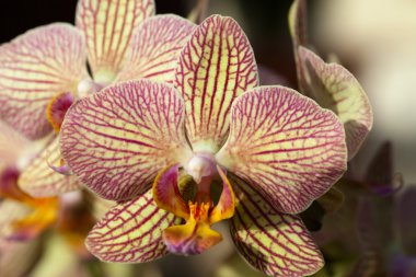 garip orkide pembe ve sarı