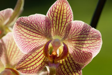 garip orkide pembe ve sarı