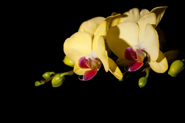 Yellow orchid isolated on black — Stock Photo, Image