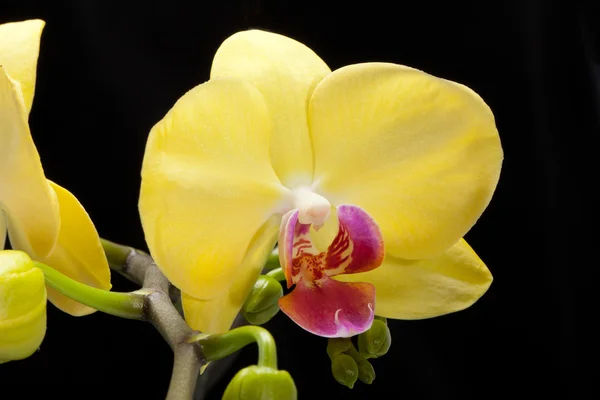 Yellow orchid isolated on black — Stock Photo, Image