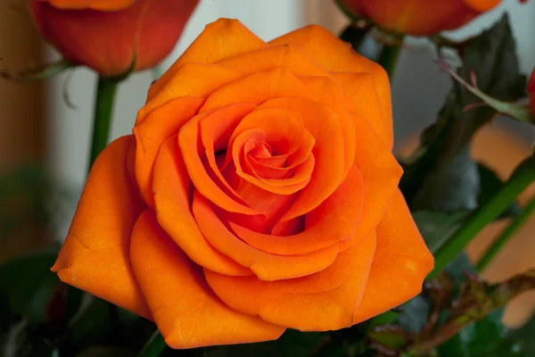 Nahaufnahme Bild einer einzelnen orangen Rose — Stockfoto