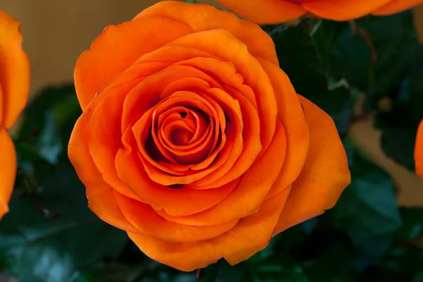 Närbild bild av enda orange ros — Stockfoto