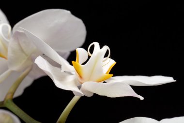 izole siyah üzerine beyaz orkide