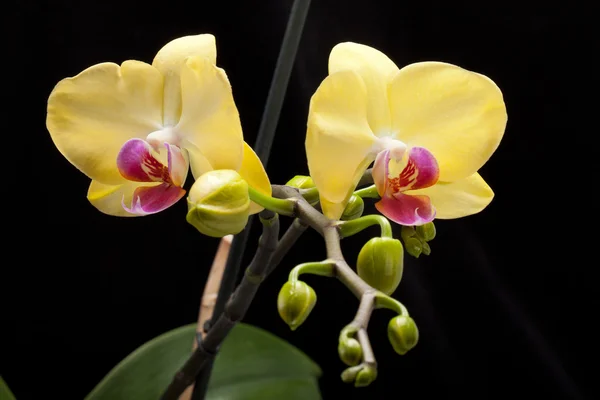 Yellow orchid isolated on black — Stock Photo, Image