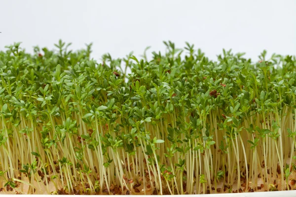 Brotes frescos de alfalfa y berros sobre fondo blanco —  Fotos de Stock