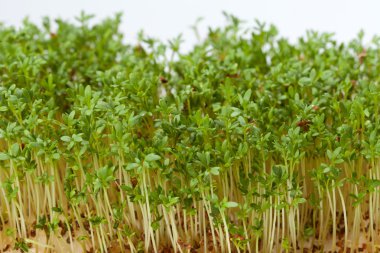 Beyaz arka plan üzerinde izole cress fidan