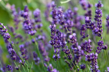 Beyaz arkaplanda lavanta izole edildi