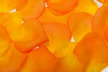 Beyaz arka plan üzerinde izole turuncu gül yaprakları