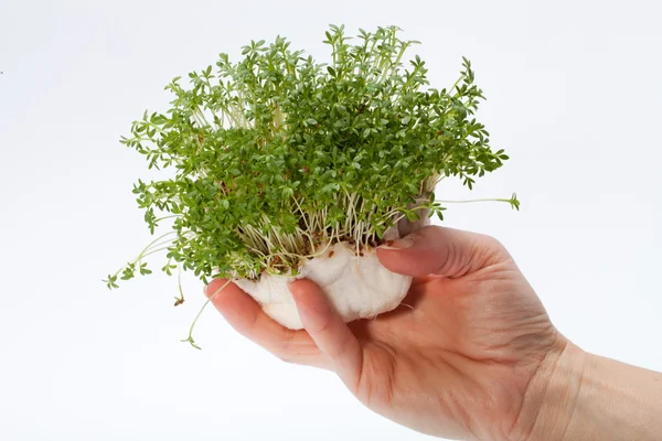 Fresh cress in the hand isolated on white background — Stock Photo, Image