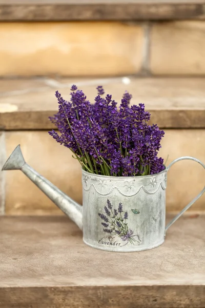 Pengairan Dapat dan Lavender — Stok Foto