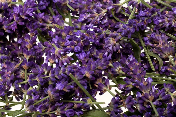 Lavendel isoliert auf weißem Hintergrund — Stockfoto