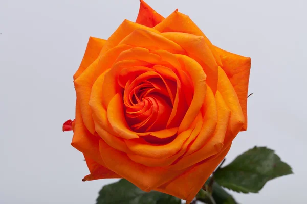 Close up image of single orange rose — Stock Photo, Image