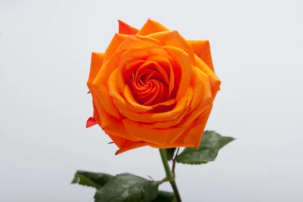Zamknij się obraz pojedynczy pomarańczowy rose — Zdjęcie stockowe