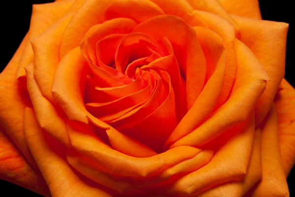 Imagen de cerca de una rosa naranja —  Fotos de Stock