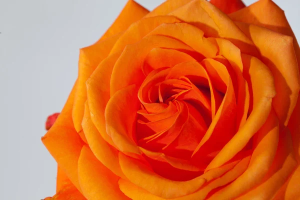 Close-up beeld van één oranje roze — Stockfoto