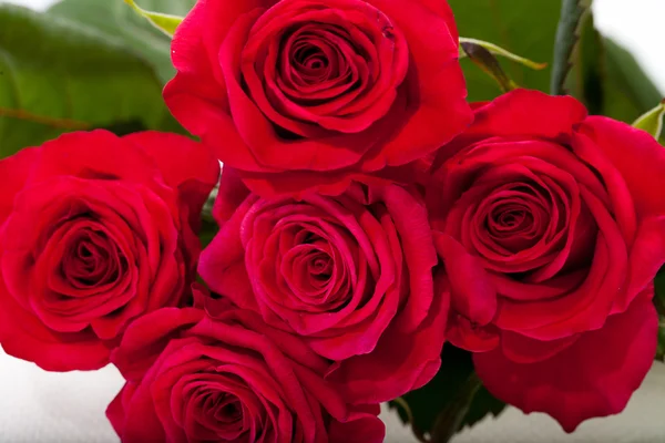 Red rose close-up — Stock Photo, Image