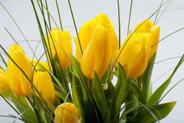 Tulipani gialli isolati su sfondo bianco — Foto Stock