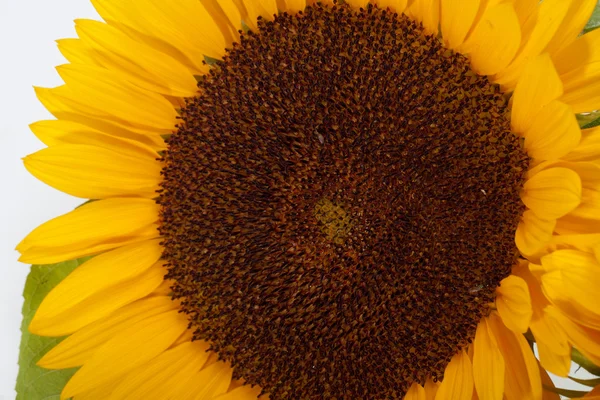 Tournesols isolés sur fond blanc — Photo