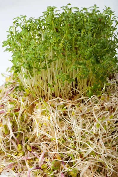 Brotes frescos de alfalfa y berros sobre fondo blanco — Foto de Stock