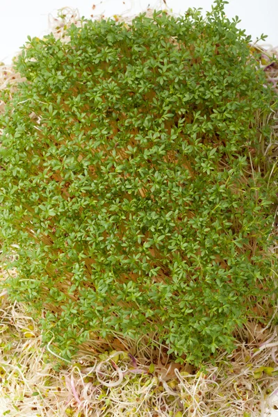 Fresh alfalfa sprouts and cress on white background — Stock Photo, Image