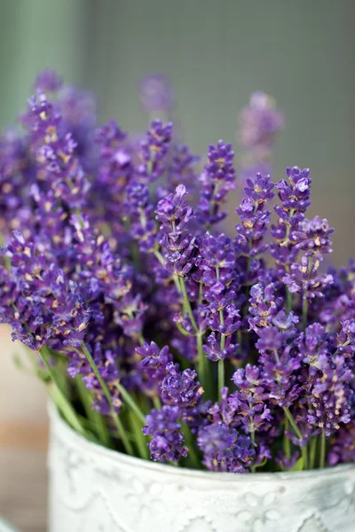 Flores de lavanda — Foto de Stock