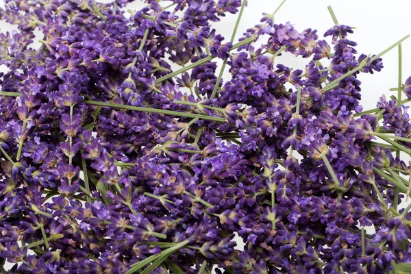 Lavanda isolata su fondo bianco — Foto Stock