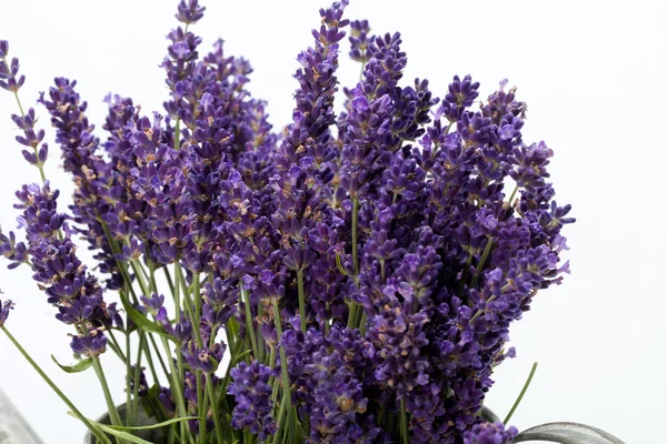 Lavendel geïsoleerd op witte achtergrond — Stockfoto